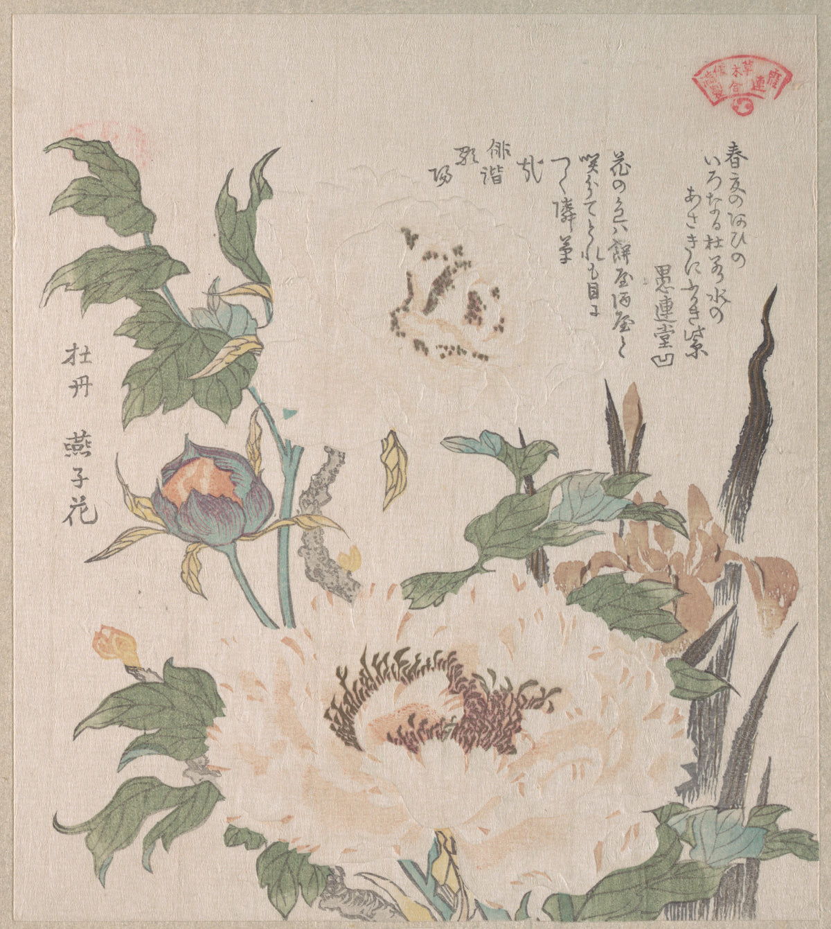 Peonies and Iris by Kubo Shunman - Ukiyo-e canvas print