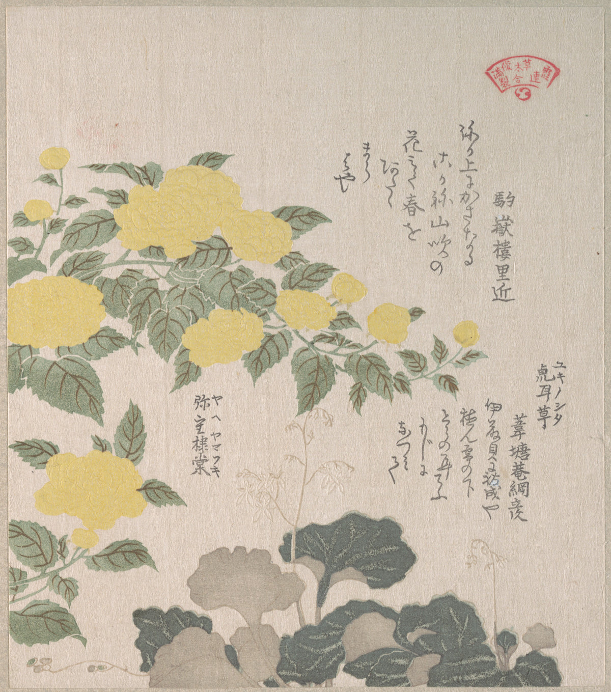 Corchorus or Yellow Rose and Creeping Saxifrage by Kubo Shunman - Ukiyo-e canvas print