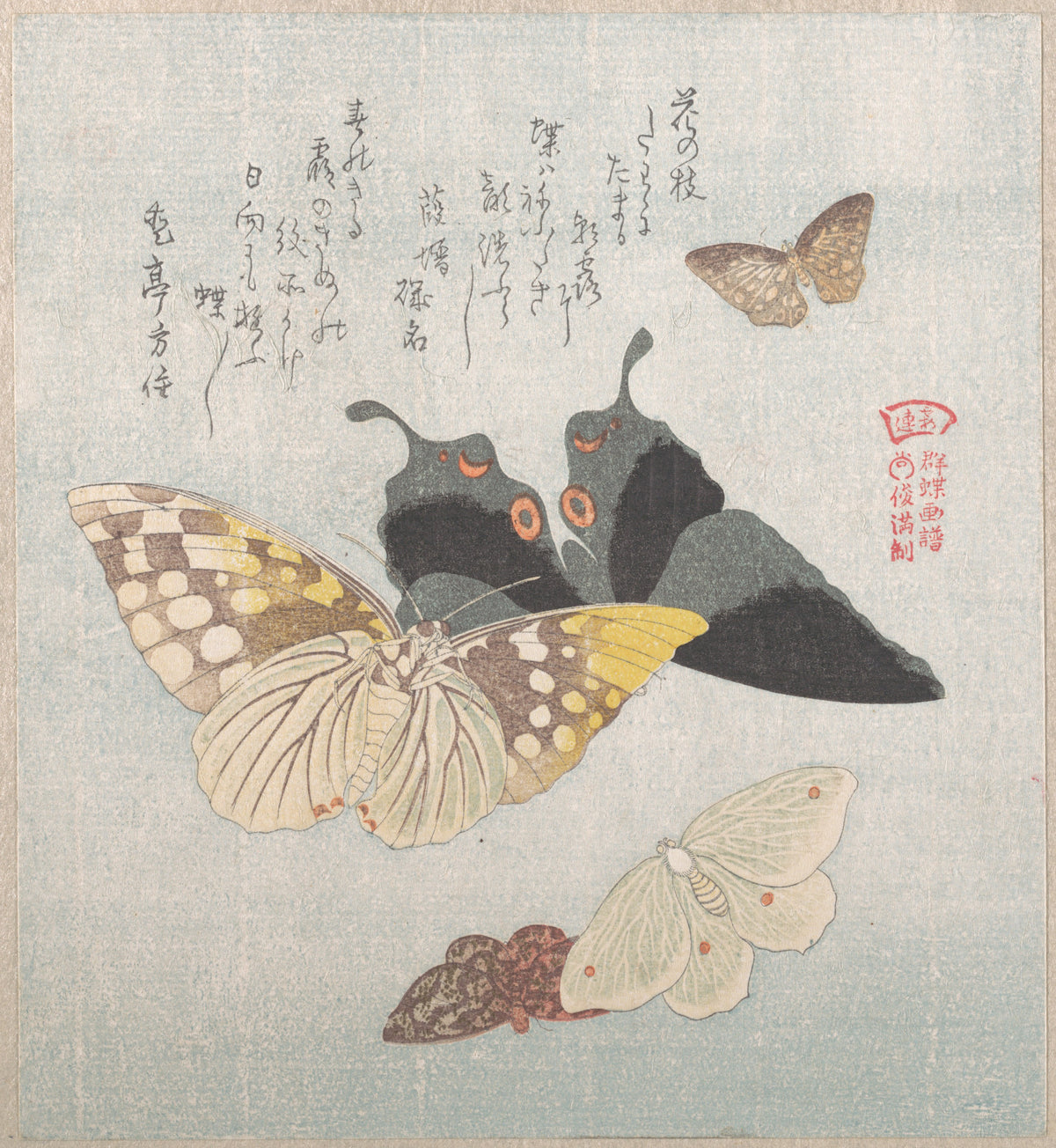 Various moths and butterflies by Kubo Shunman - Ukiyo-e canvas print