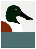 Duck, Northern Shoveler by PrintCollection - Oil Painting canvas print