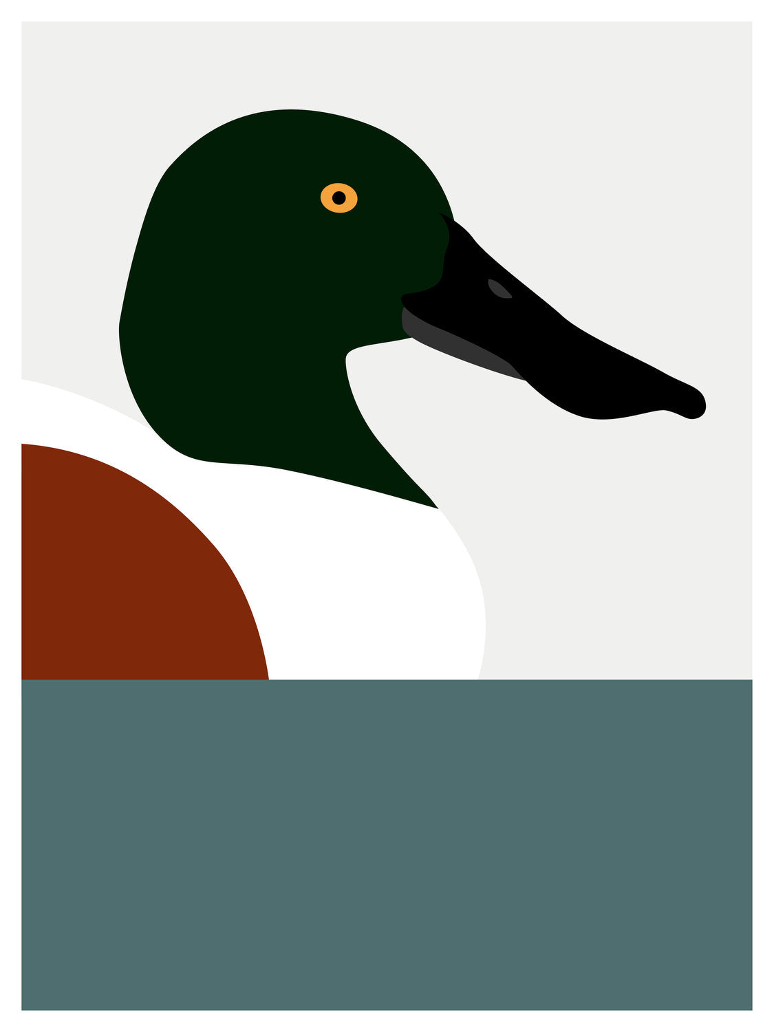 Duck, Northern Shoveler by PrintCollection - Oil Painting canvas print