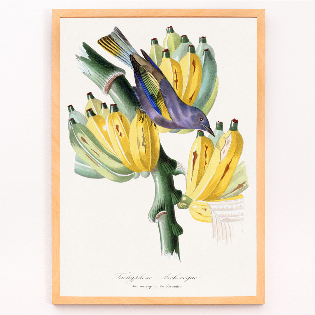Tachyphone archeveque Canvas Print