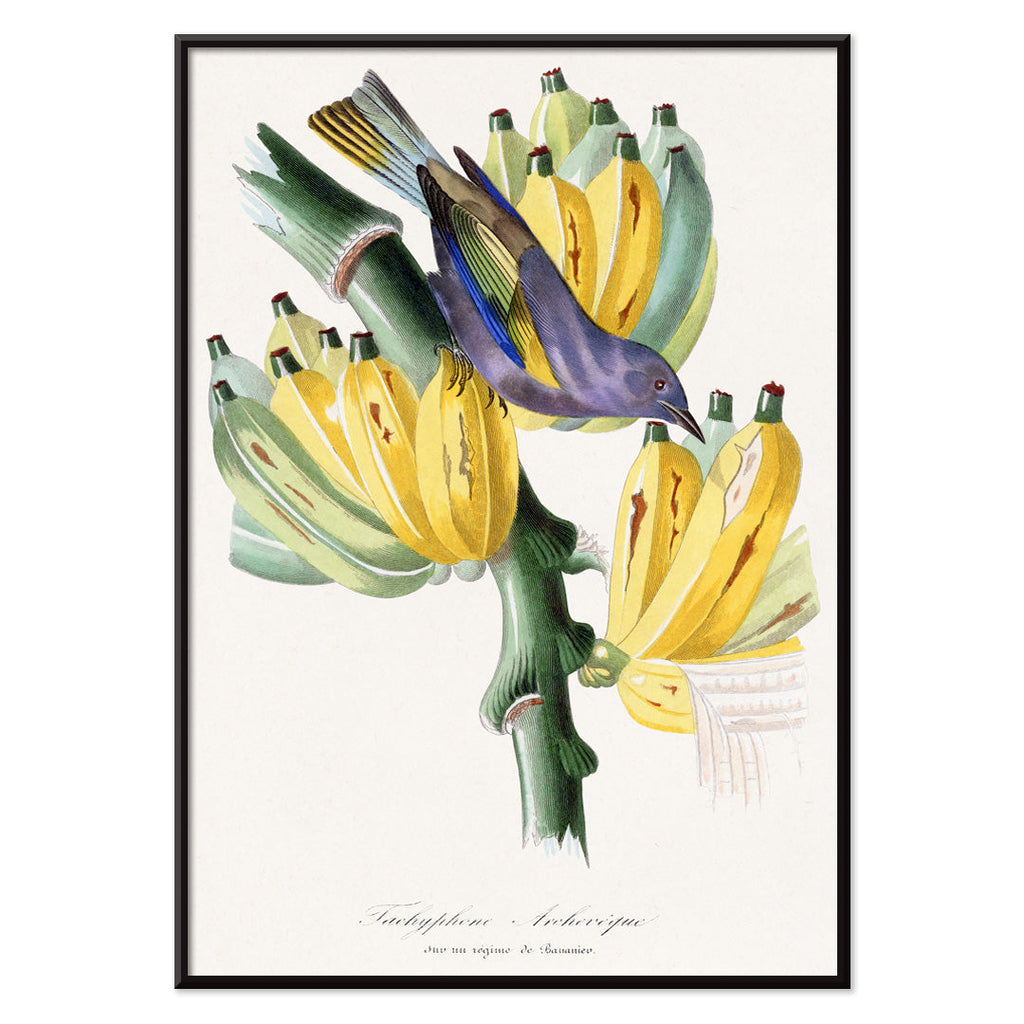 Tachyphone archeveque Canvas Print