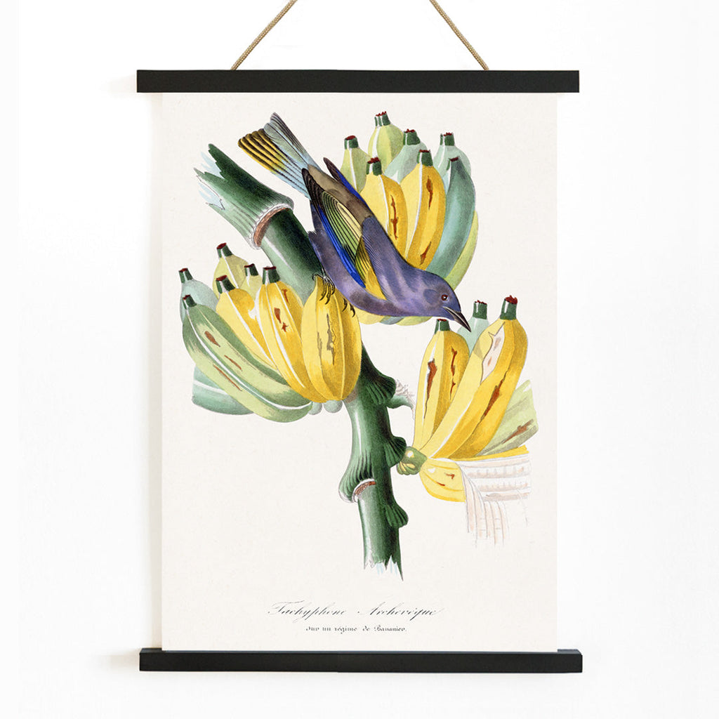Tachyphone archeveque Canvas Print