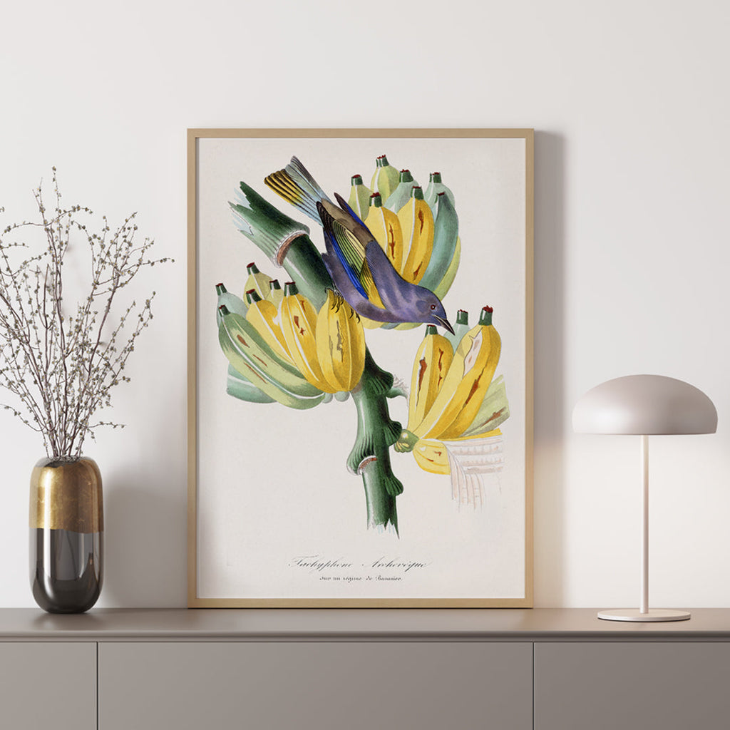 Tachyphone archeveque Canvas Print