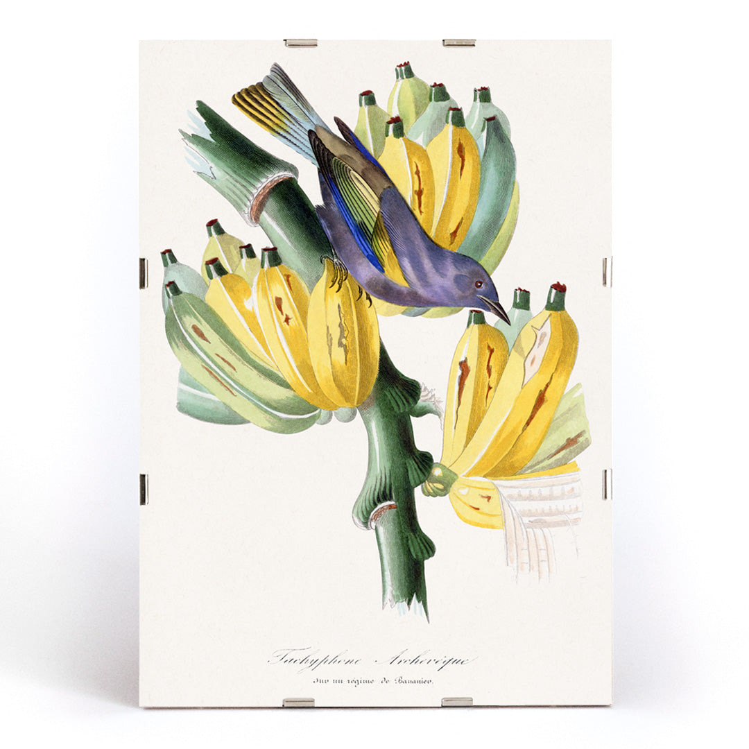 Tachyphone archeveque Canvas Print