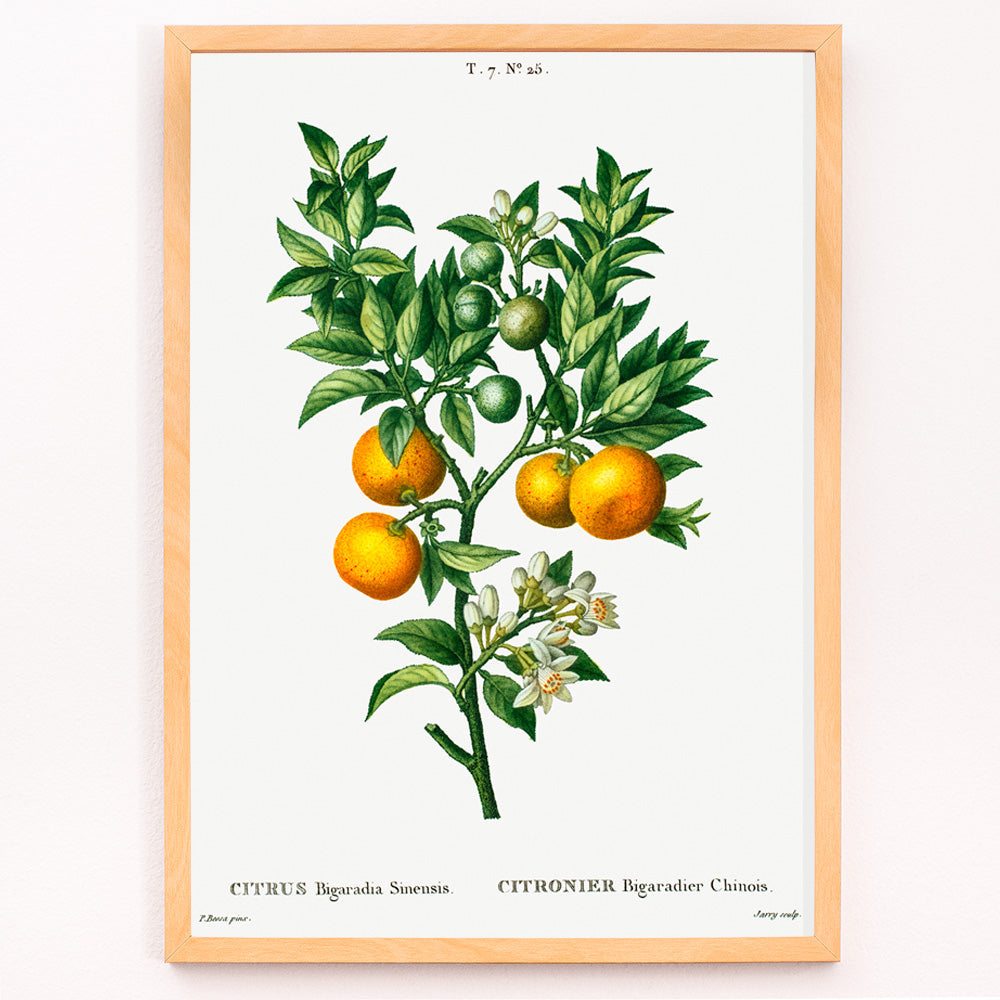 Orange amère-douce Canvas Print