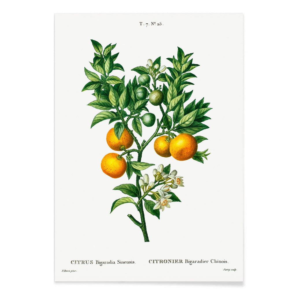 Orange amère-douce Canvas Print