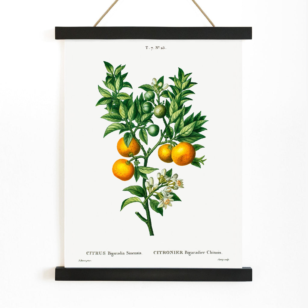 Orange amère-douce Canvas Print