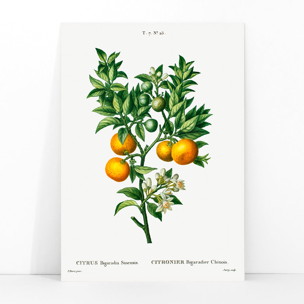 Orange amère-douce Canvas Print