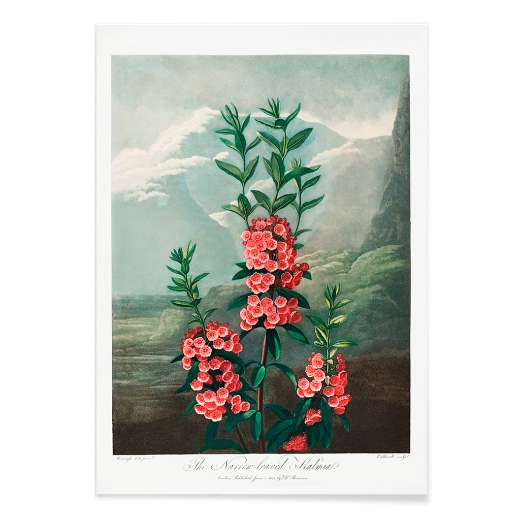 La Kalmia à feuilles étroites Canvas Print