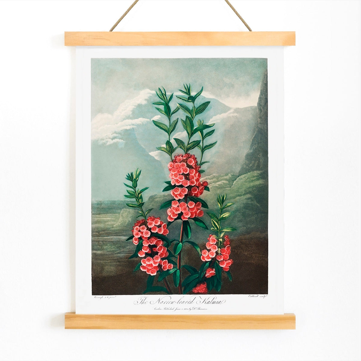La Kalmia à feuilles étroites Canvas Print
