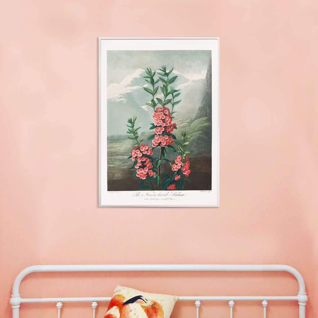 La Kalmia à feuilles étroites Canvas Print