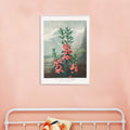 La Kalmia à feuilles étroites Canvas Print