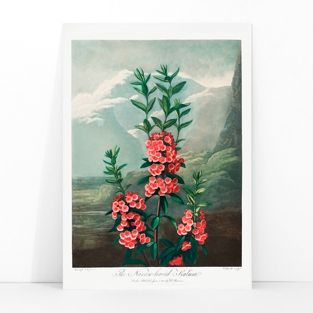 La Kalmia à feuilles étroites Canvas Print