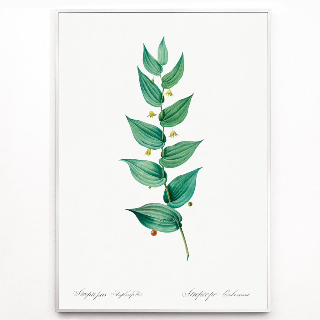 Streptopus Canvas Print