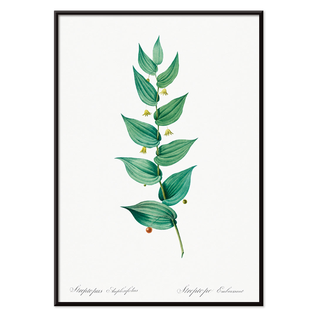 Streptopus Canvas Print