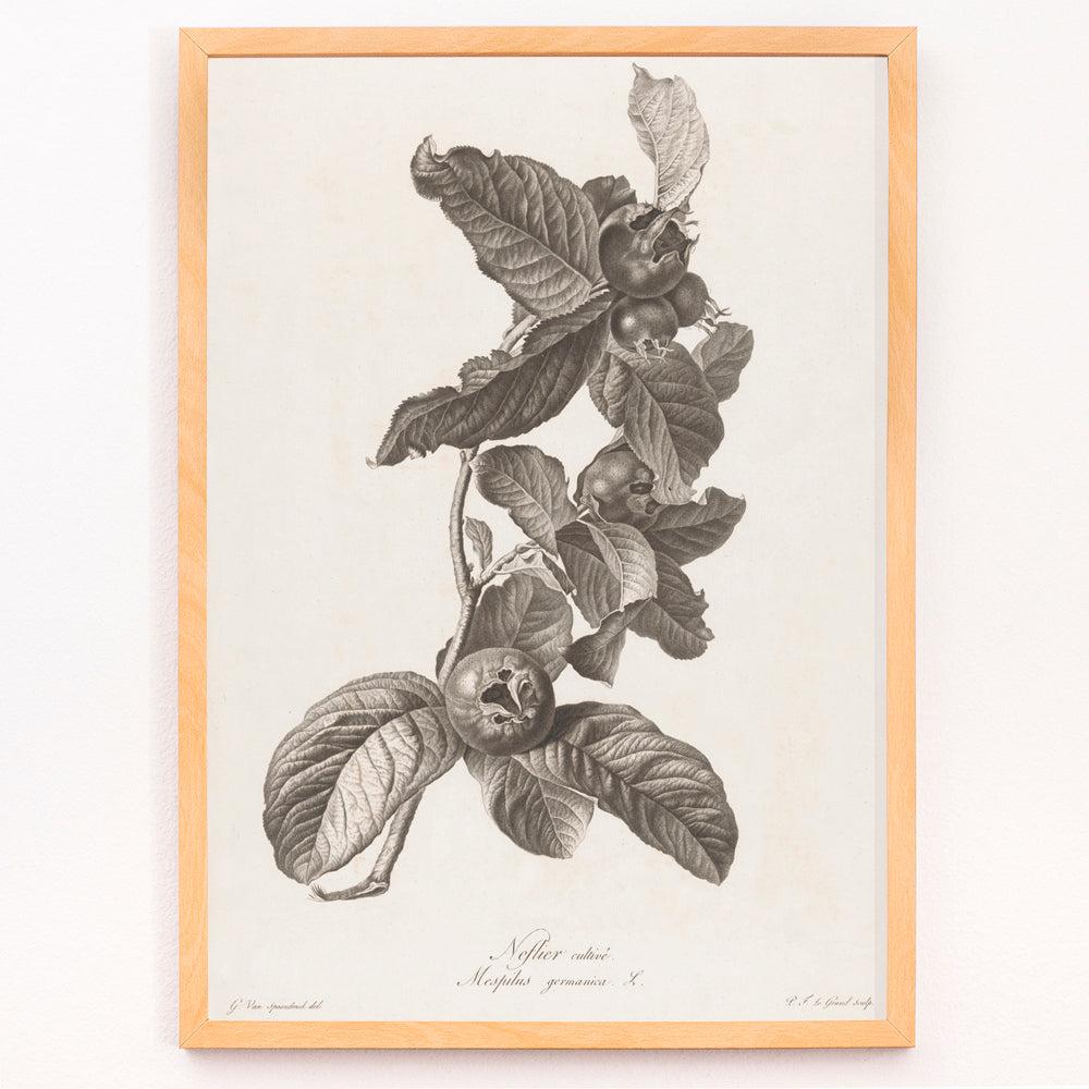 Nèfle Canvas Print