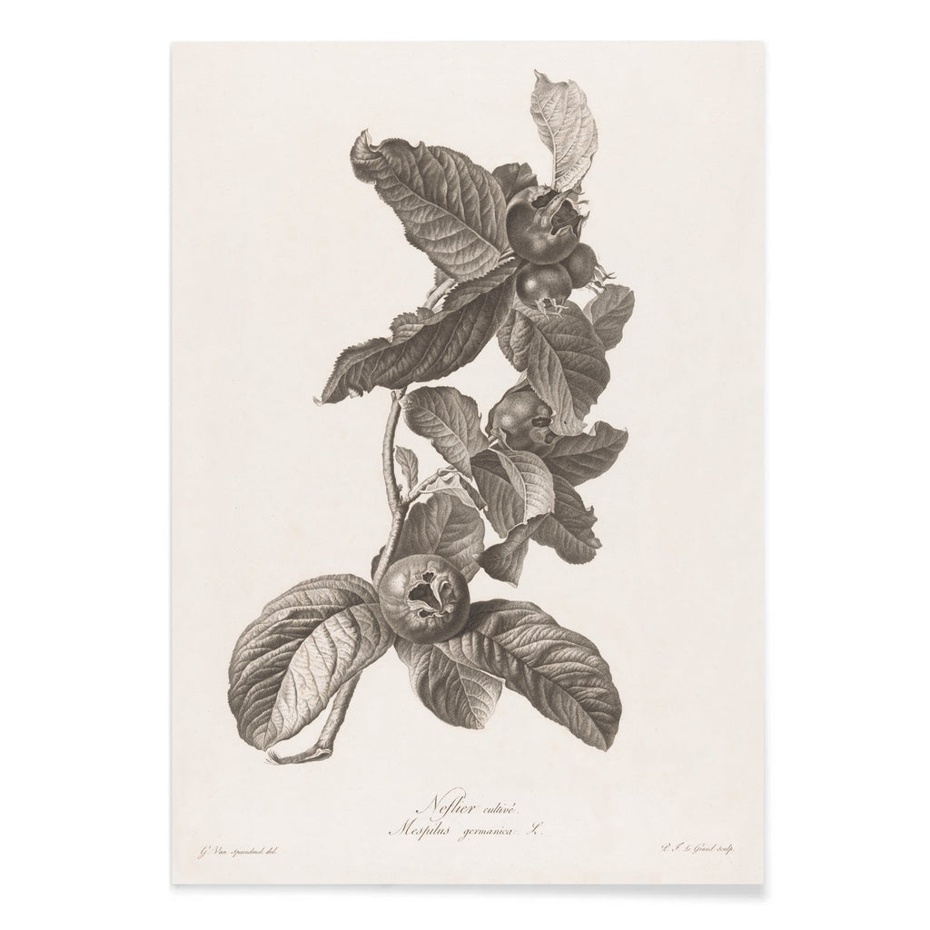 Nèfle Canvas Print