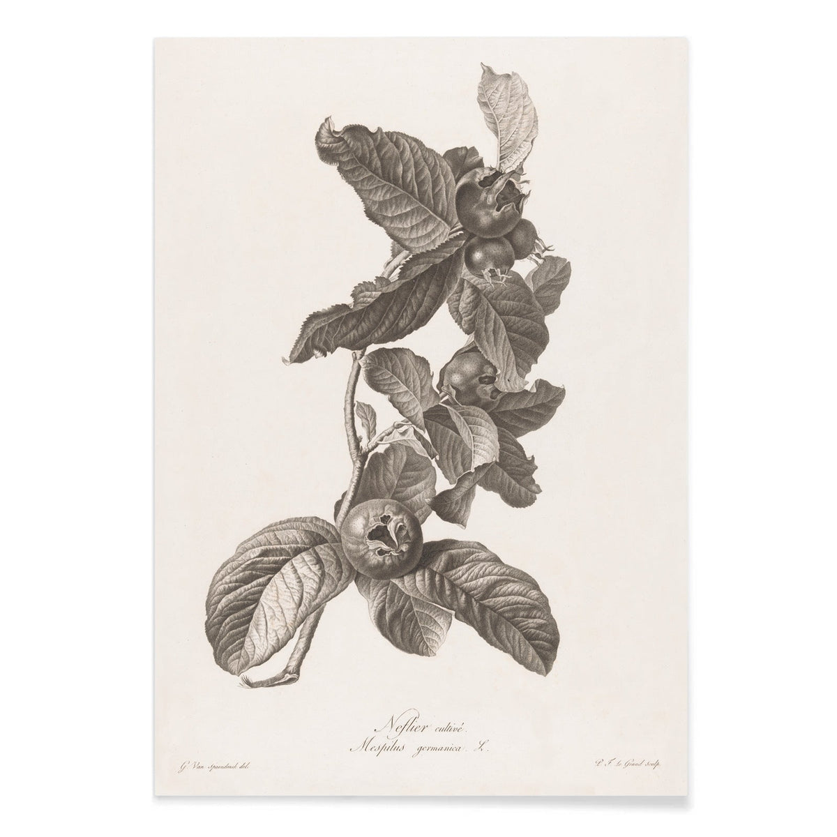 Nèfle Canvas Print