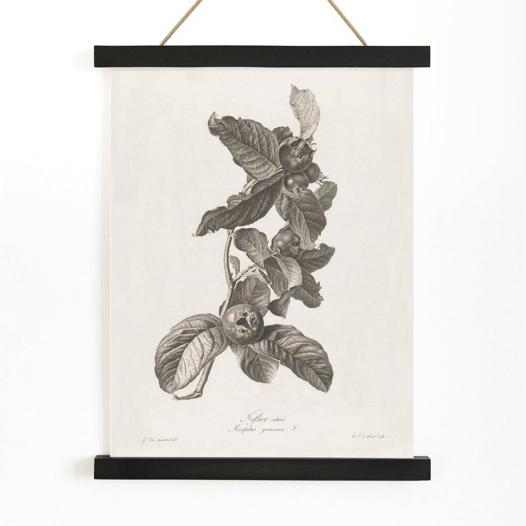 Nèfle Canvas Print