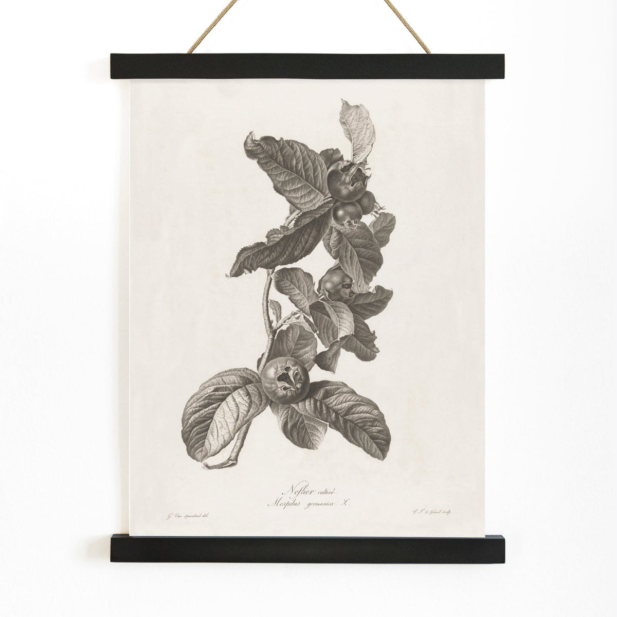 Nèfle Canvas Print