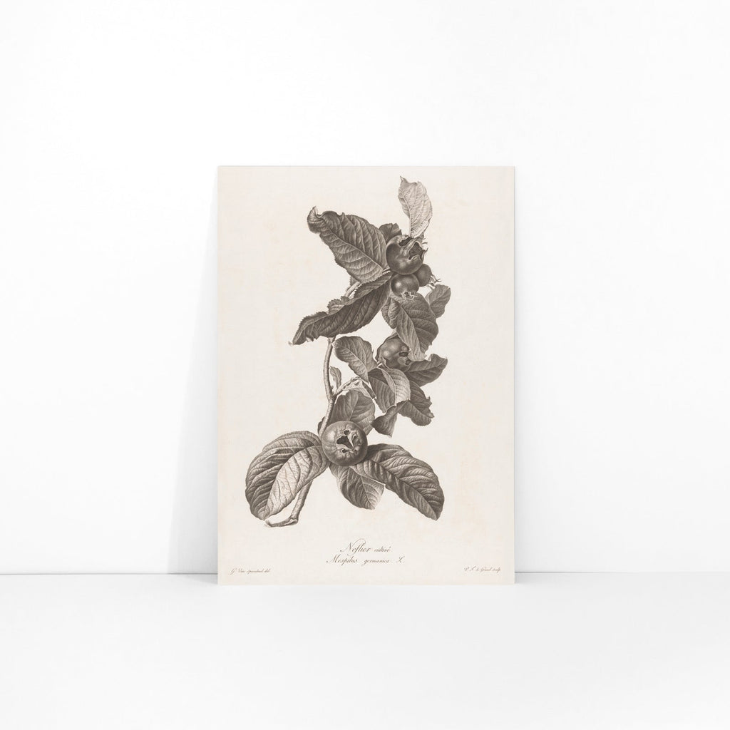 Nèfle Canvas Print