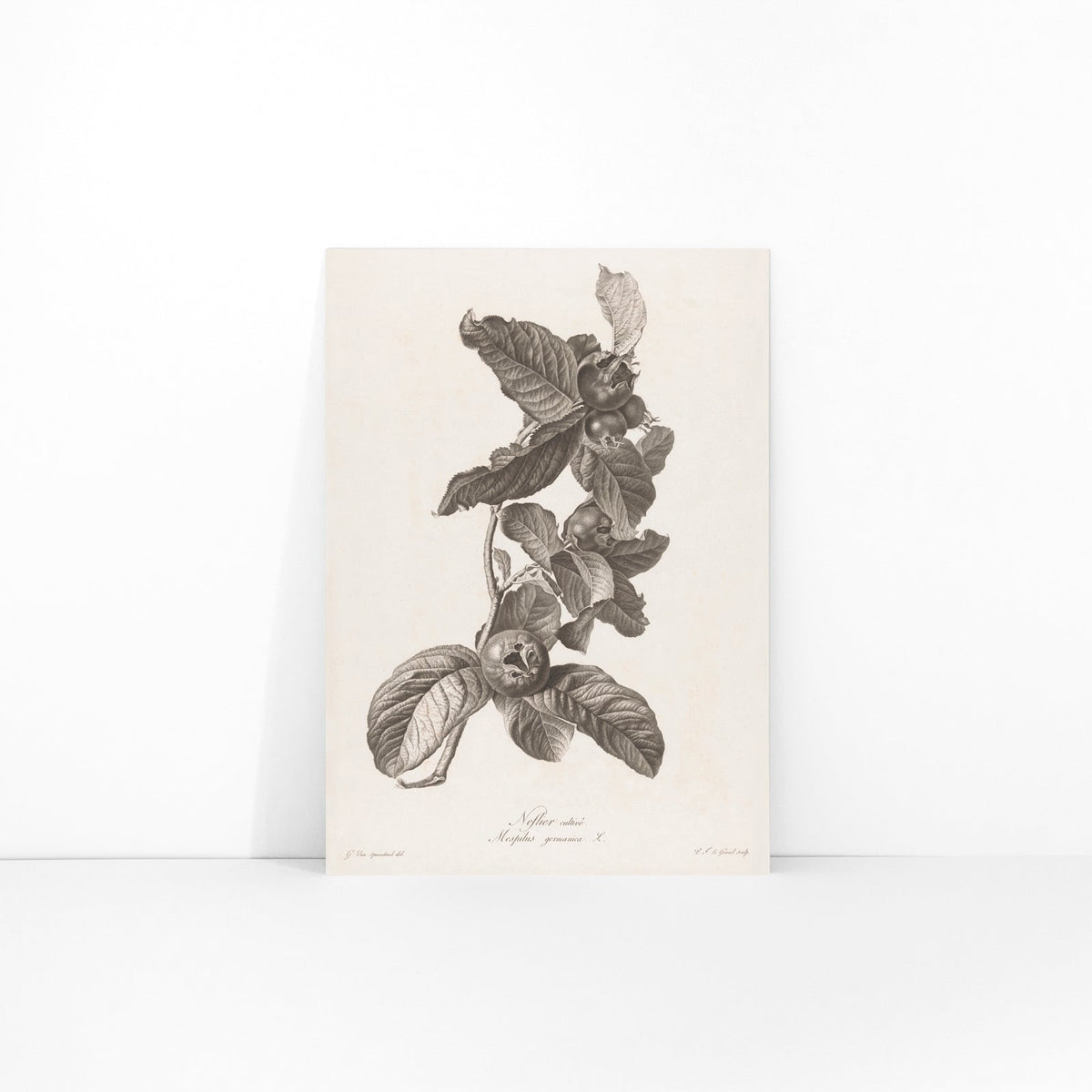 Nèfle Canvas Print