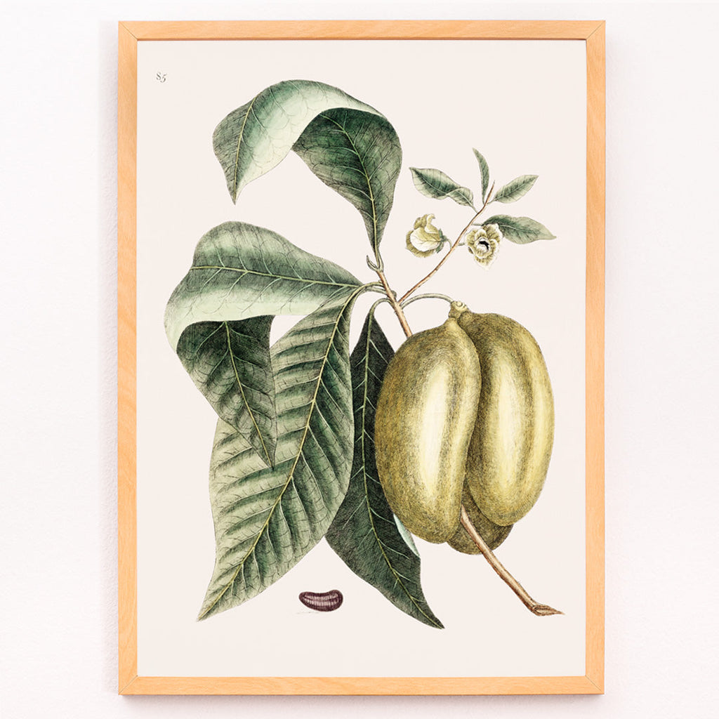 Asiminier (pawpaw) Canvas Print