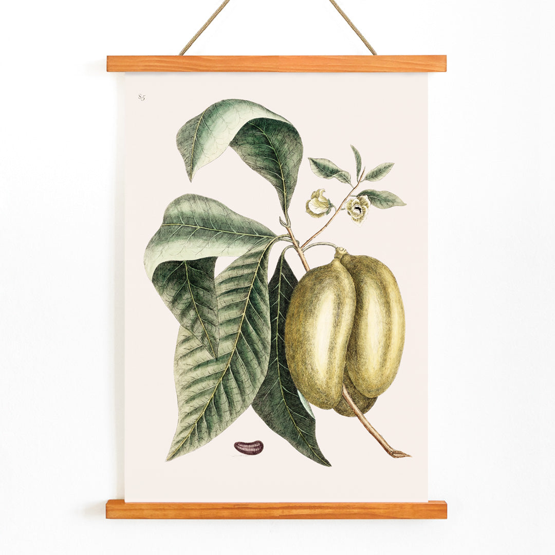 Asiminier (pawpaw) Canvas Print