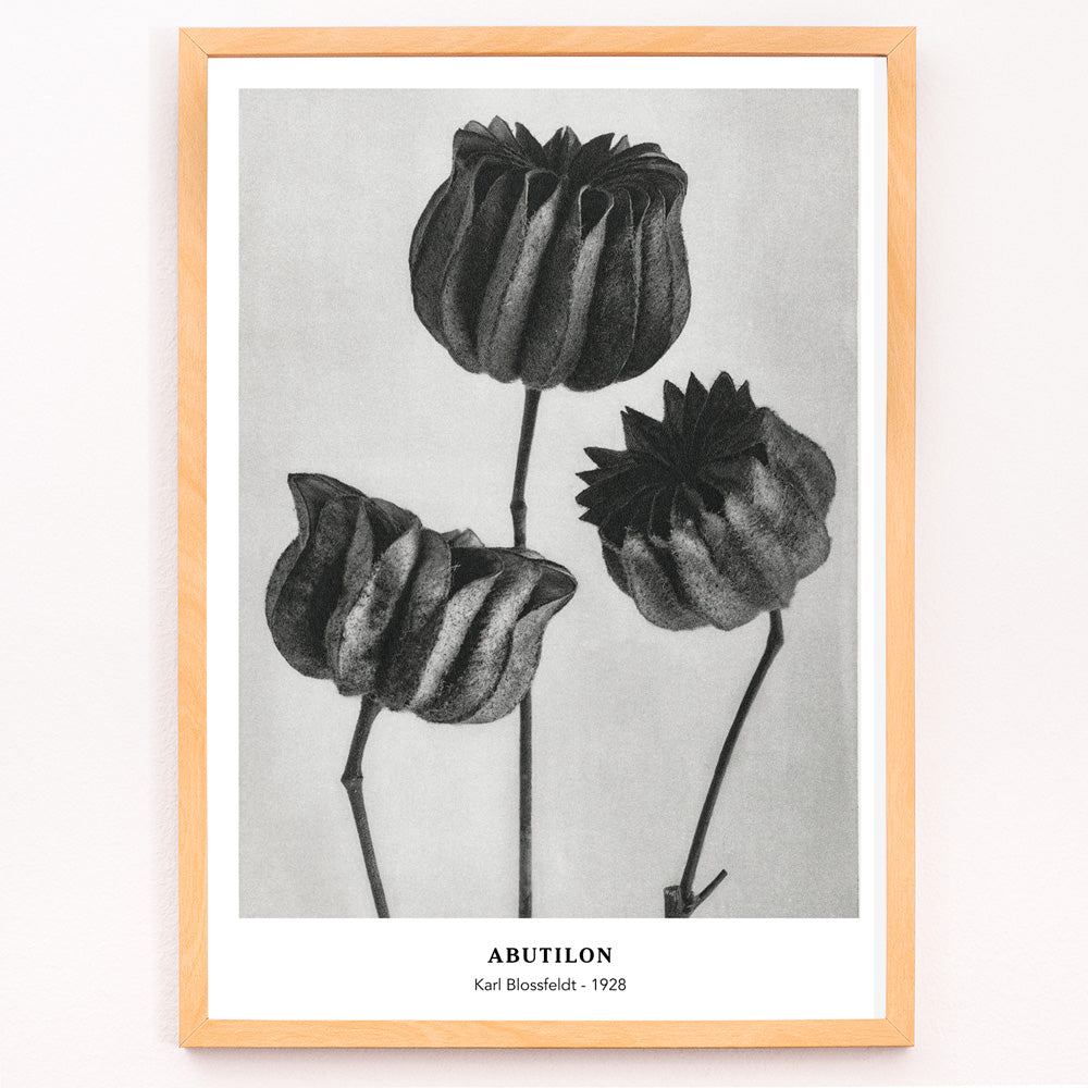 Abutilon Canvas Print