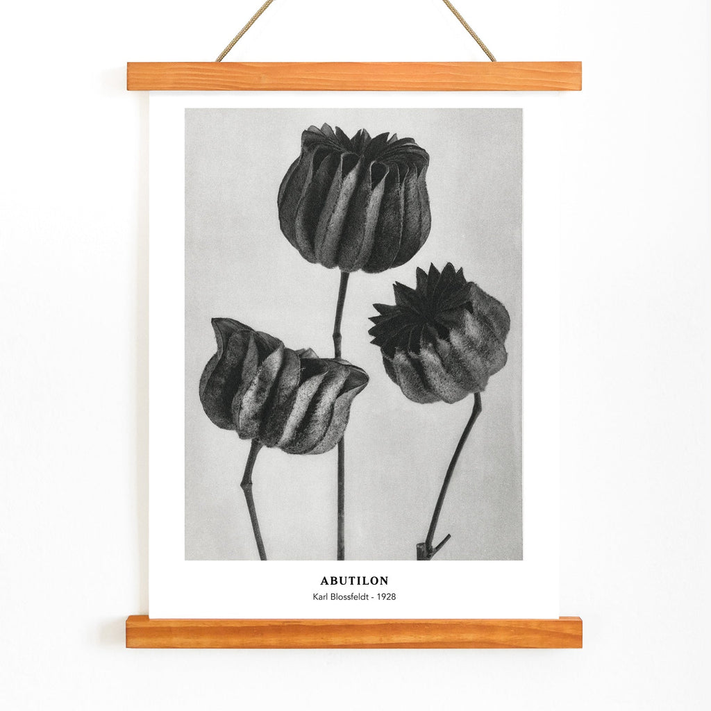 Abutilon Canvas Print