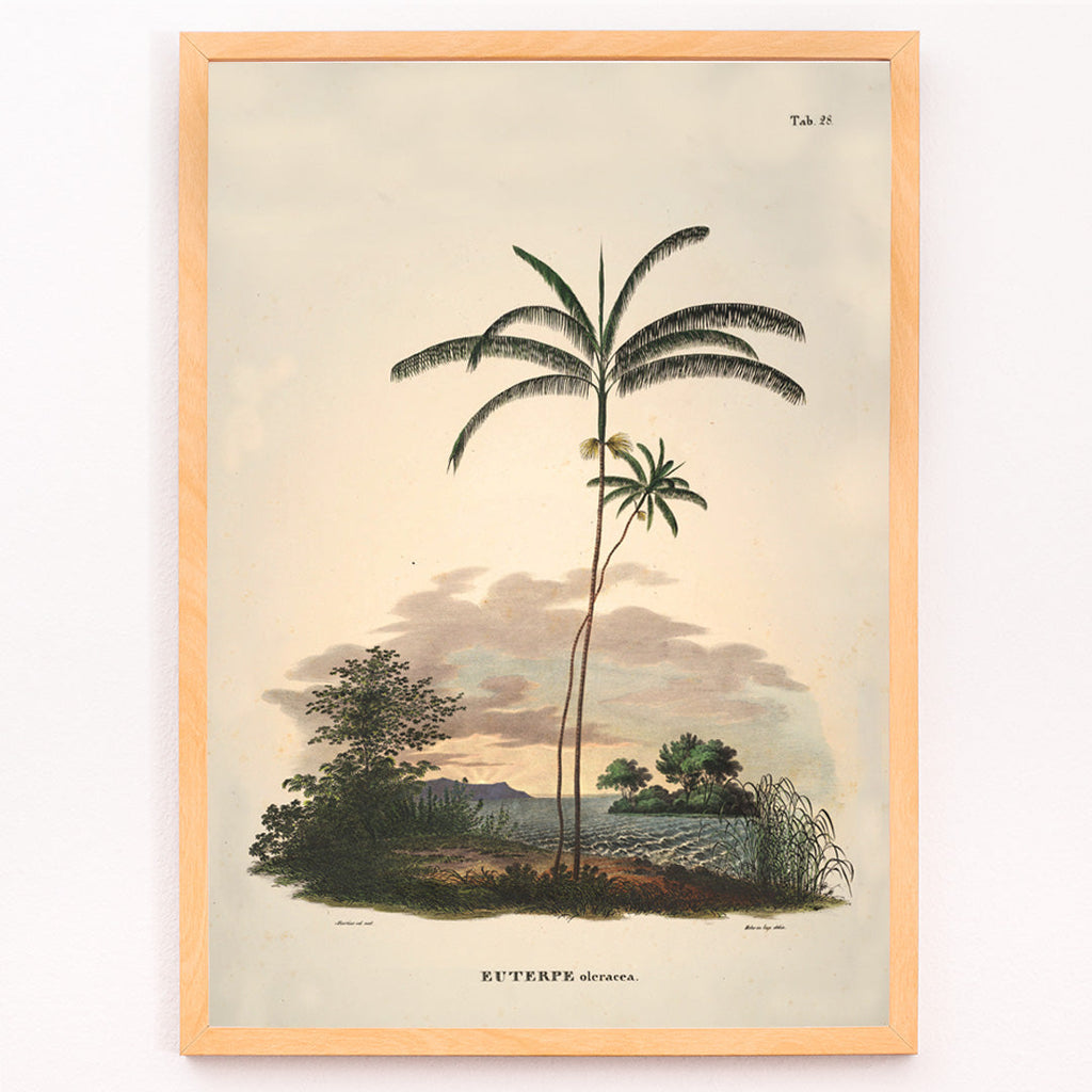 Euterpe oleracea Canvas Print