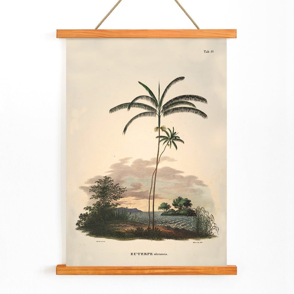 Euterpe oleracea Canvas Print