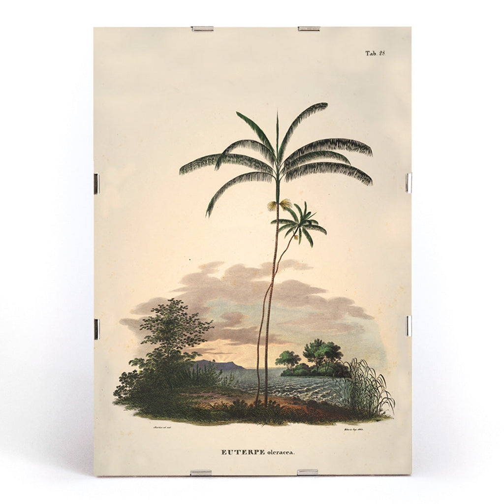 Euterpe oleracea Canvas Print