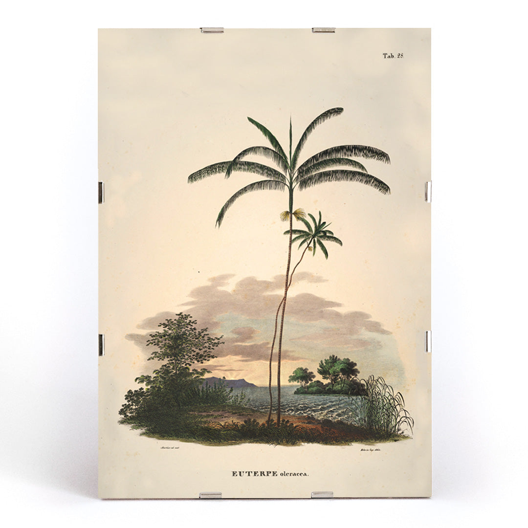 Euterpe oleracea Canvas Print