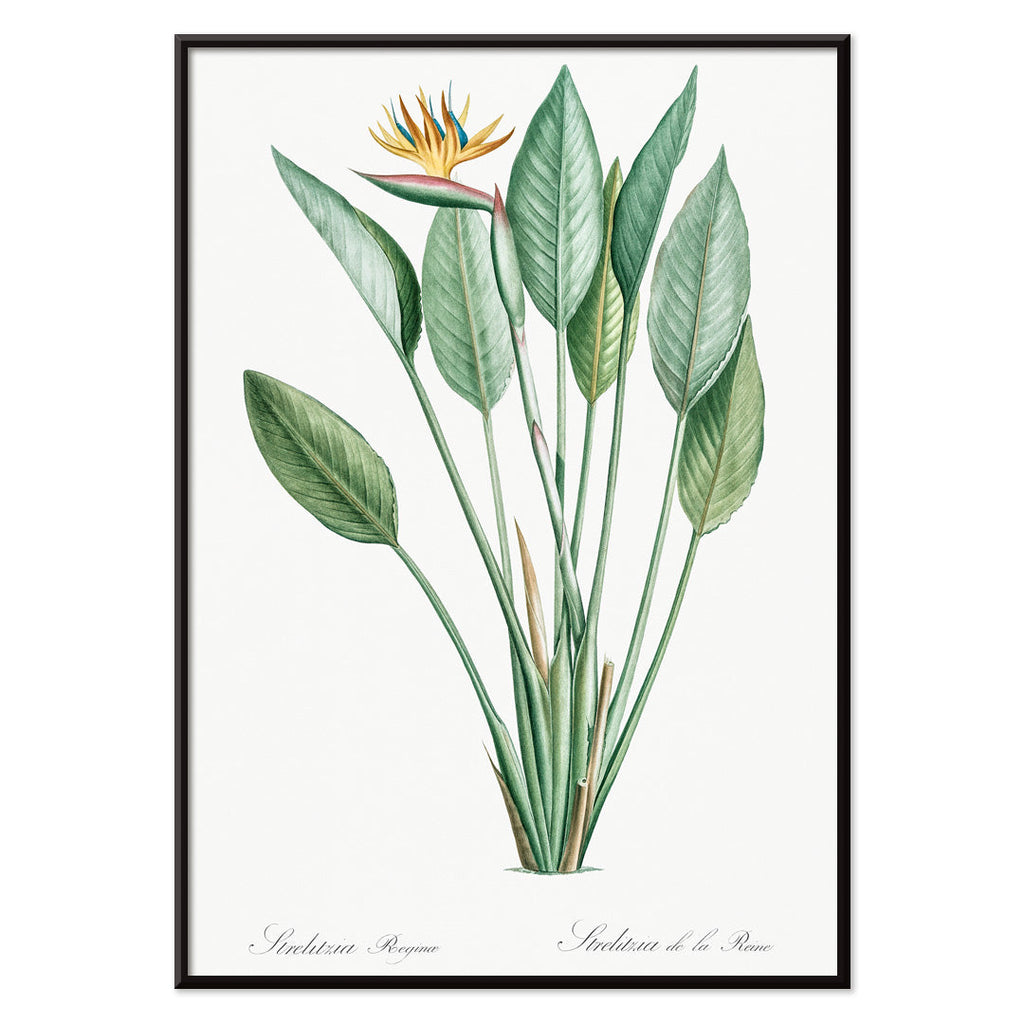 Oiseau de paradis Canvas Print