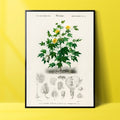 Gossypium vitifolium Poster by Moryarty - Oil Painting canvas print