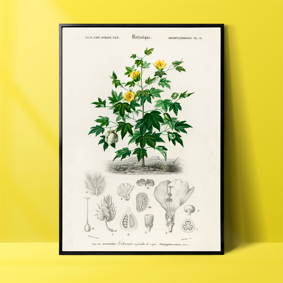 Gossypium vitifolium Poster by Moryarty - Oil Painting canvas print