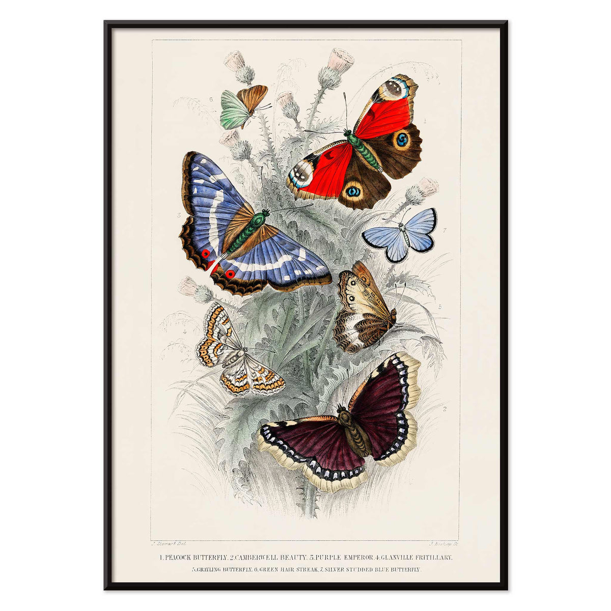 Empereur pourpre Canvas Print