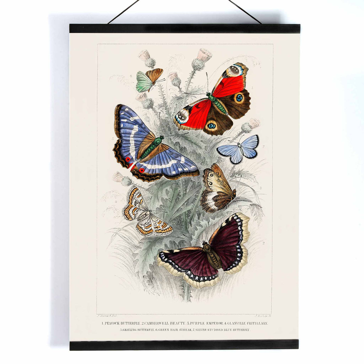 Empereur pourpre Canvas Print