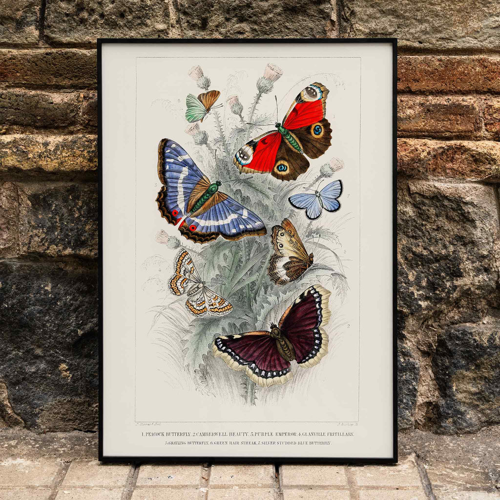 Empereur pourpre Canvas Print