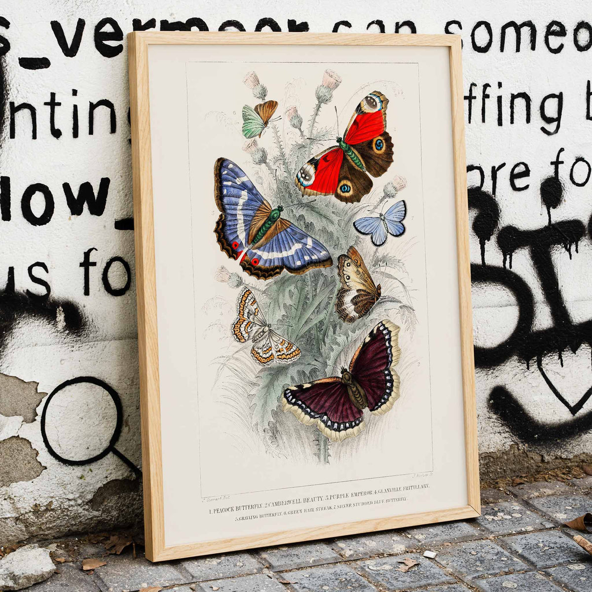 Empereur pourpre Canvas Print