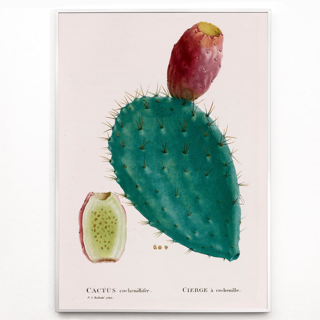 Cactus cochenillifer Canvas Print