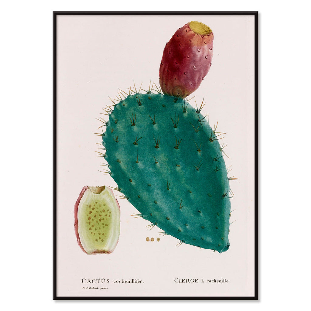 Cactus cochenillifer Canvas Print