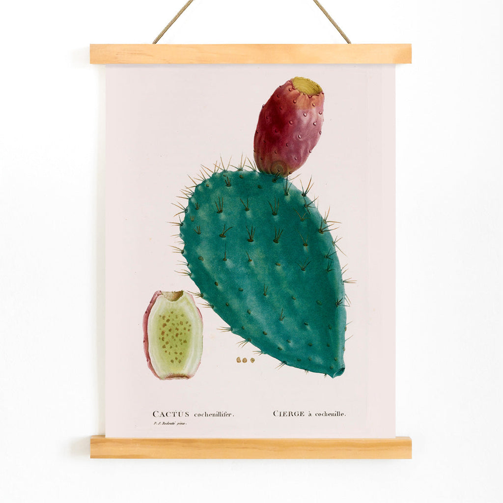 Cactus cochenillifer Canvas Print