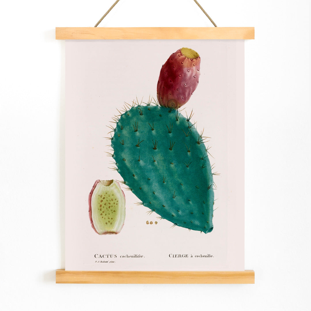 Cactus cochenillifer Canvas Print