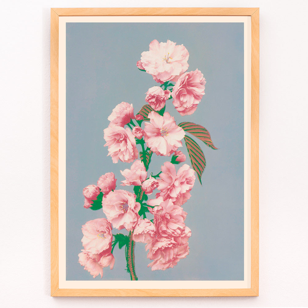 Fleur de cerisier Canvas Print