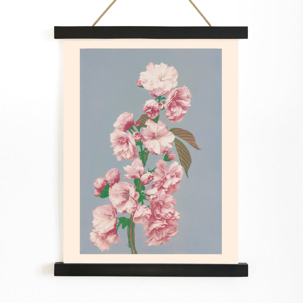 Fleur de cerisier Canvas Print