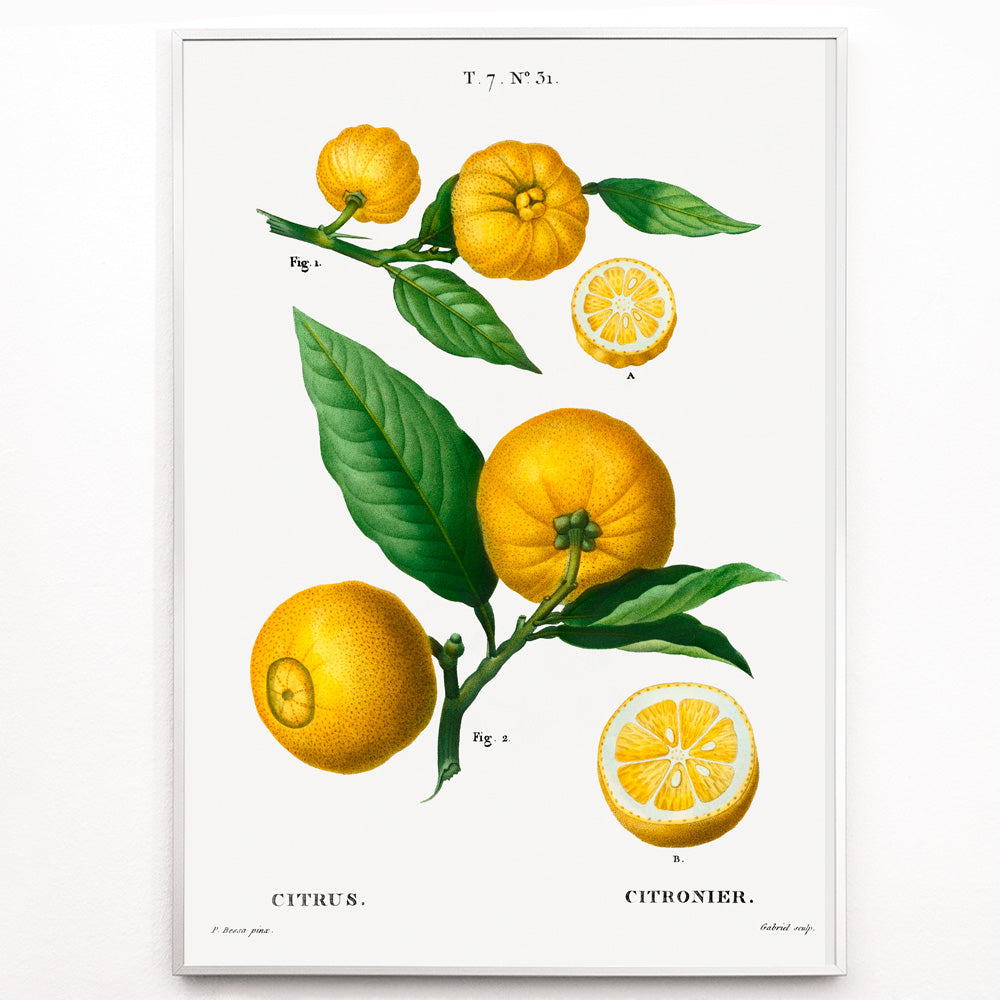 Agrumes Canvas Print
